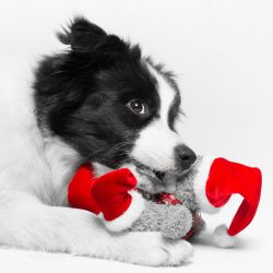 Hundefotografie Studio (Daily, Invincible Power of Dreams)