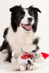 Hundefotografie Studio (Angel, Invincible Power of Dreams)