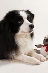Hundefotografie Studio (Bee Gee, Invincible Power of Dreams)