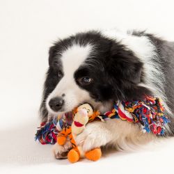 Hundefotografie Studio (Bee Gee, Invincible Power of Dreams)