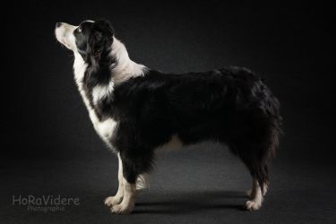 Hundefotografie Studio (Keen, Invincible Power of Dreams)