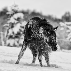 Spirit (Rainbow-Valley Ranch - Missouri Foxtrotter)