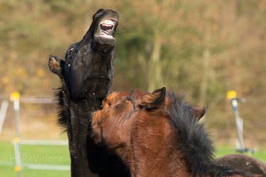 Spirit (Rainbow-Valley Ranch - Missouri Foxtrotter)