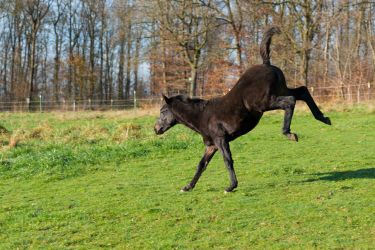 Spirit (Rainbow-Valley Ranch - Missouri Foxtrotter)