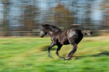 Spirit (Rainbow-Valley Ranch - Missouri Foxtrotter)