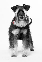 Schnauzer (Daria, Schnauzer vom Siegener Krönchen)