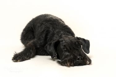 Schwarzer Schnauzer (Xara, Schnauzer vom Siegener Krönchen)